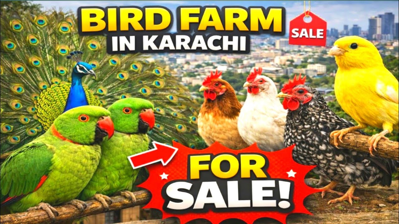 Bird Farm in Karachi |All Types of Birds for Sale at Best Prices |Beautiful Birds Available for Sale