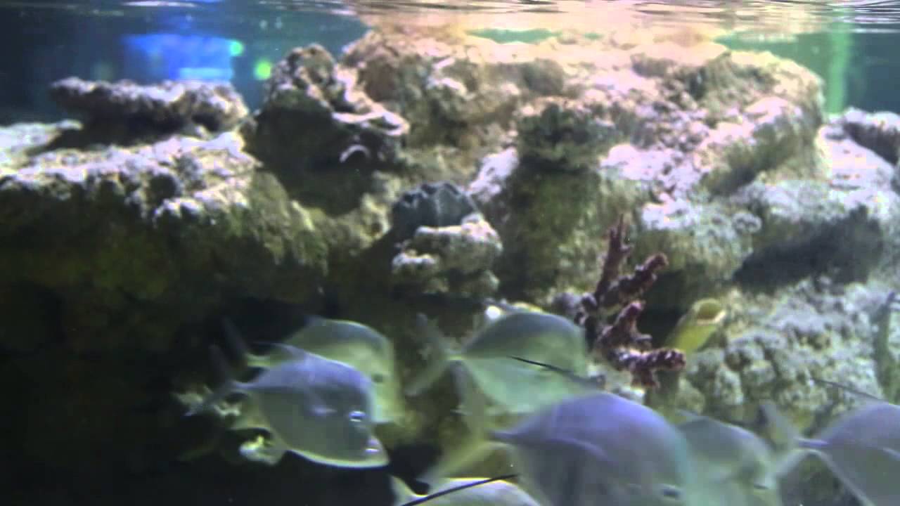 Birthday Parties at the Austin Aquarium