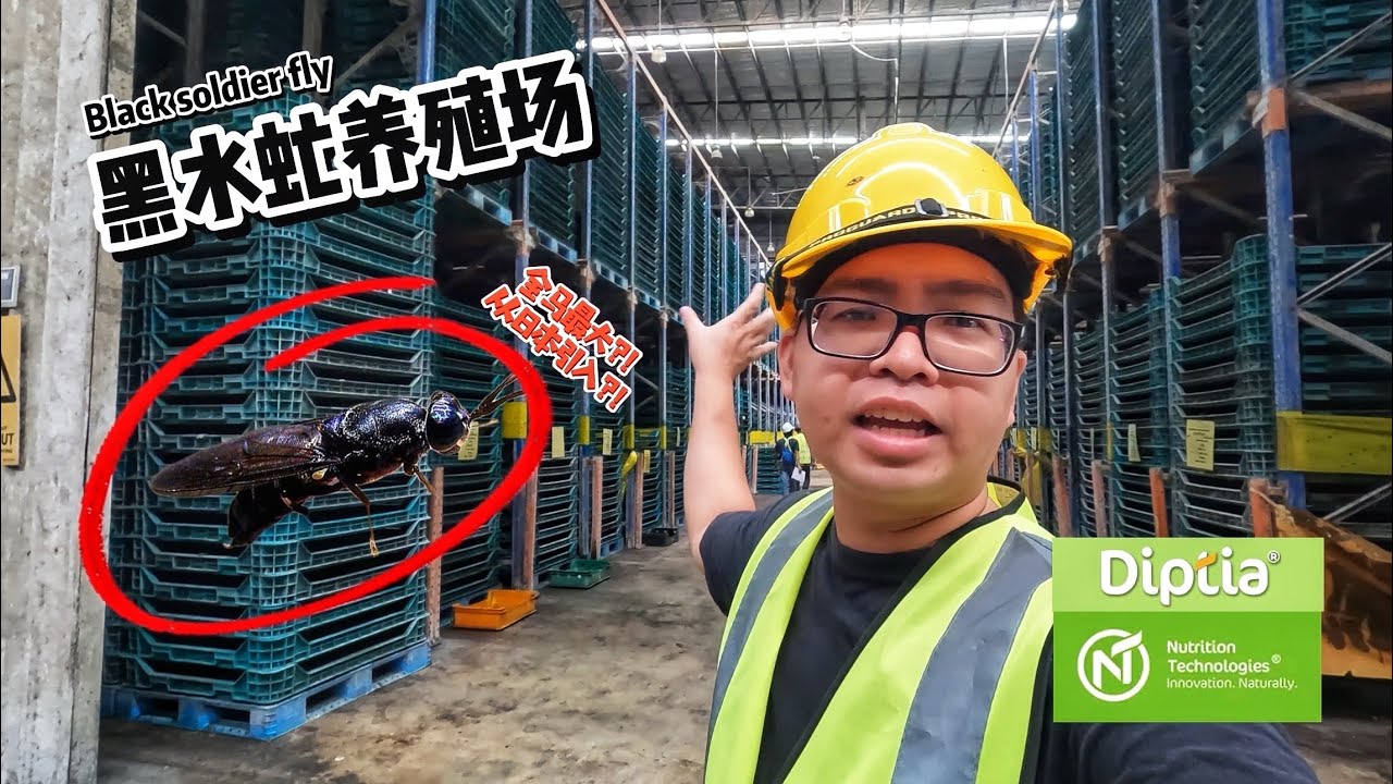 全马🇲🇾最大”日本”黑水虻养殖基地! 饲料及有机堆肥都离不开它! | Vlog493