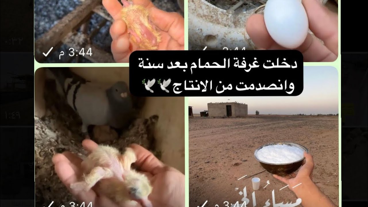 ماتوقعت عندهن كل الانتاج /ماشاءالله وش سر الانتاج🤔🕊️ #حمام_زاجل 🕊️🕊️
