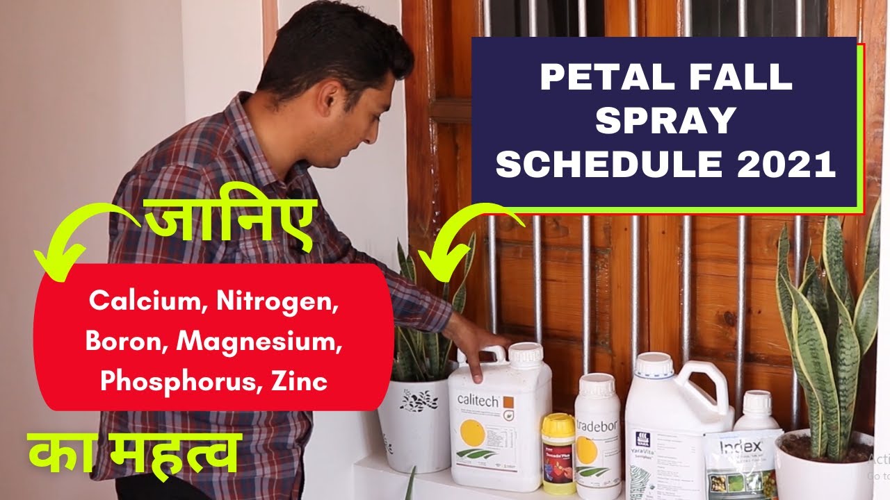Petal Fall Spray Schedule 2021 | जानिए Nitrogen, Boron, Magnesium, Phosphorus, Zinc महत्व
