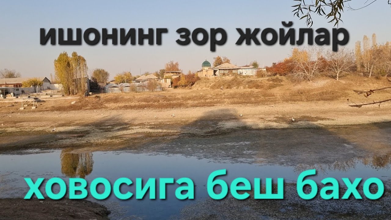 Денгиз бойидан уй кидирганларага сотилади 