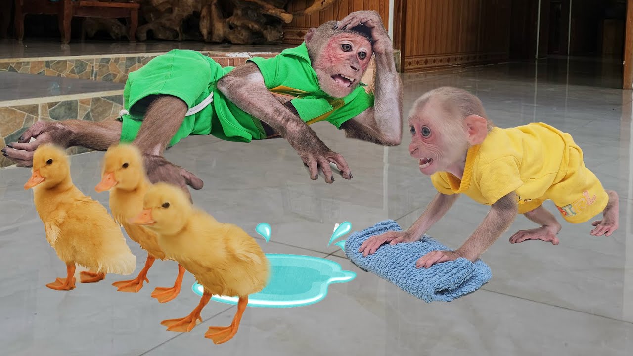 Super funny cute😂 Monkey Su confused asked Kuku for help when duckling pooping