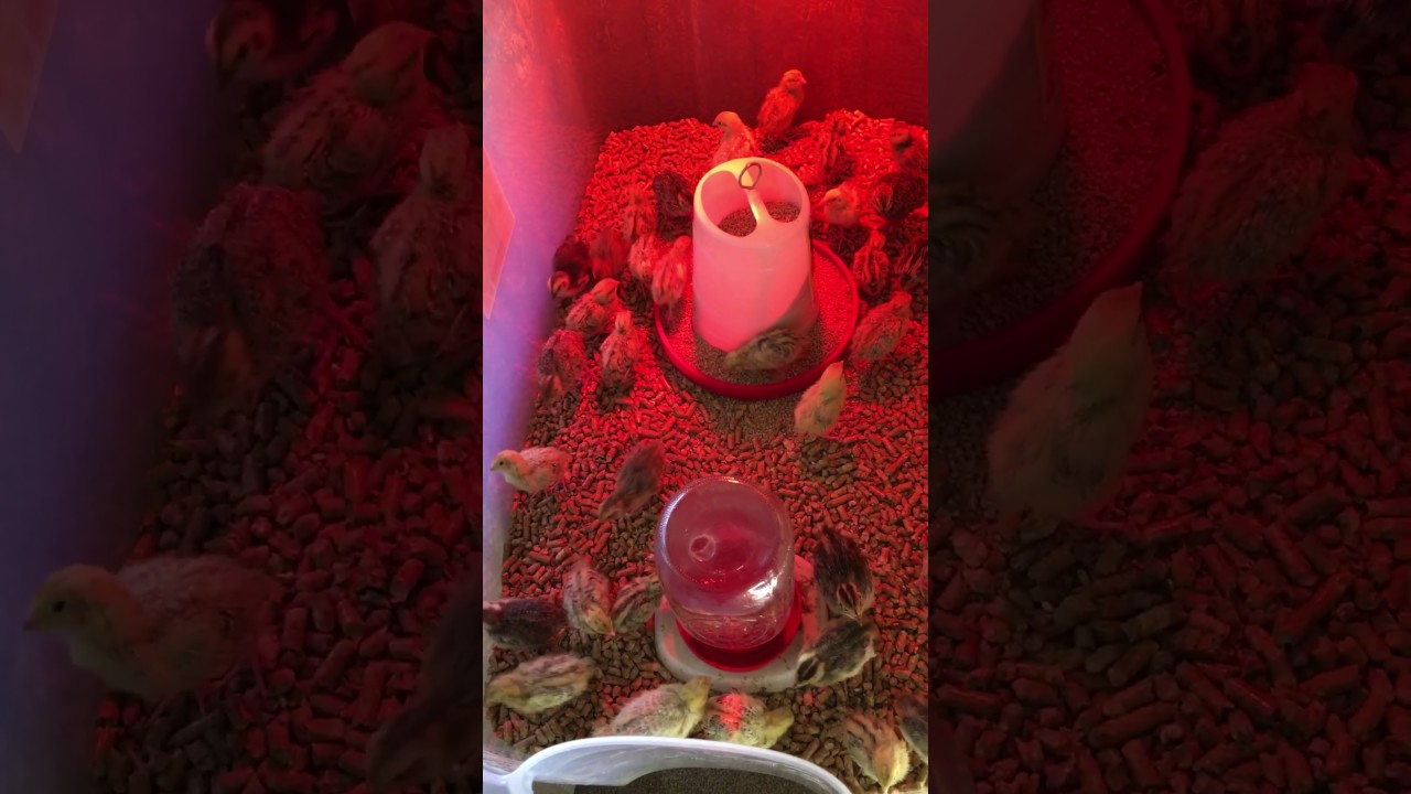 Fancy Quail