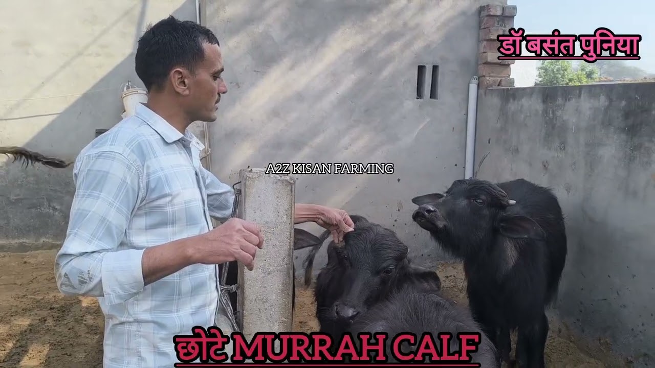 Murrah Calf कैसे त्यार करें देखिये 👌डॉ 
