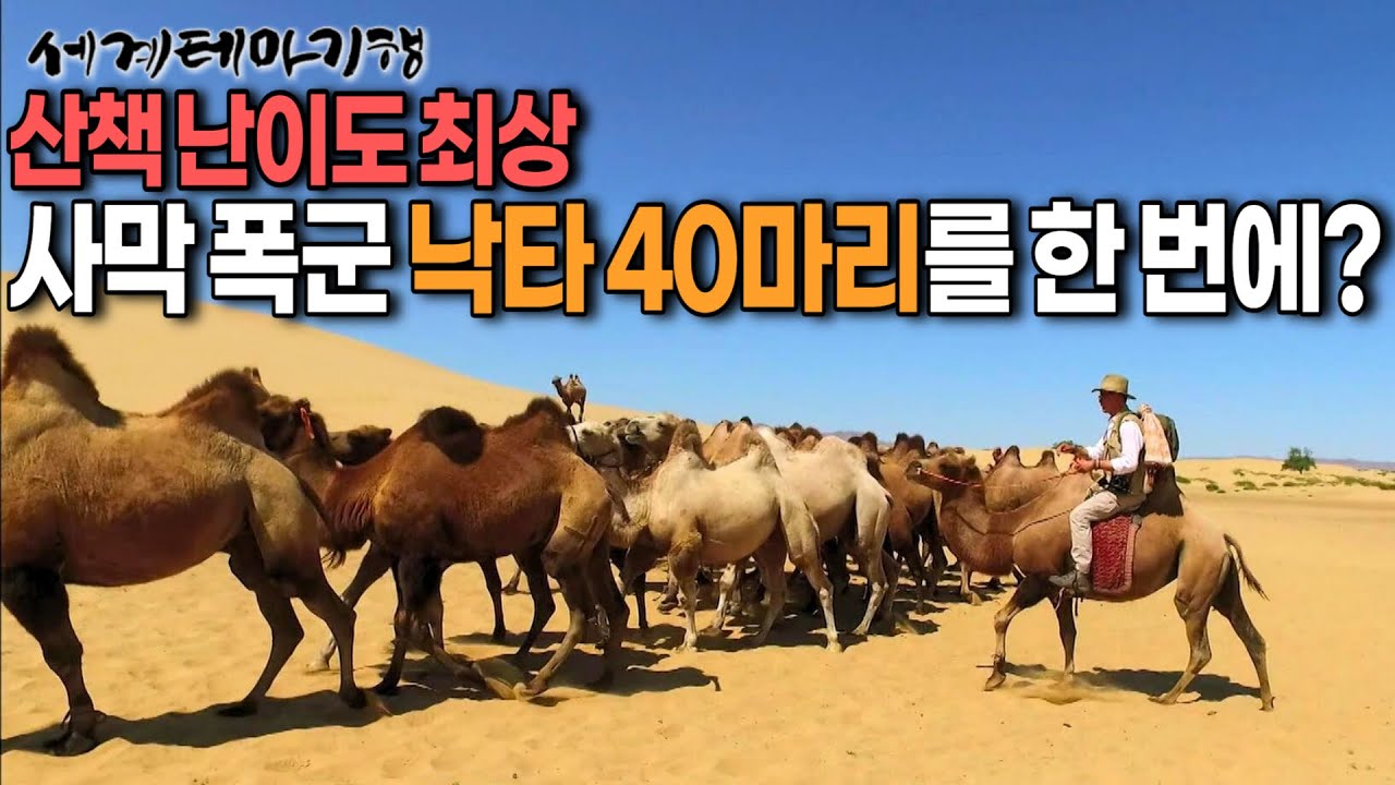 산책 난이도 최상, 폭군 그 자체 성질 고약하기로 소문난 야생 낙타 40마리를여유롭게 한 번에 산책 시키는 몽골 유목민 아저씨 | 세계테마기행 | #세테깅