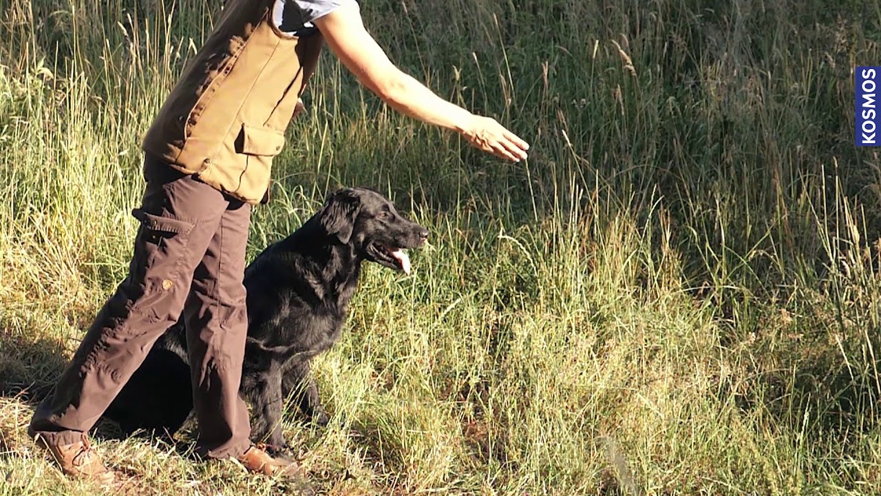 TEASER Retriever Training Mauz & Wauz