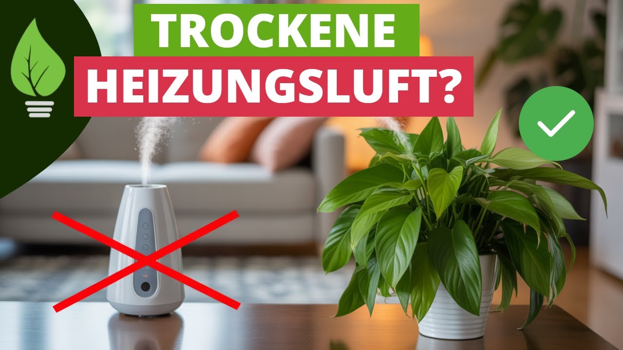 7 Pflanzen gegen trockene Heizungsluft🥵 Vergiss den Luftbefeuchter!