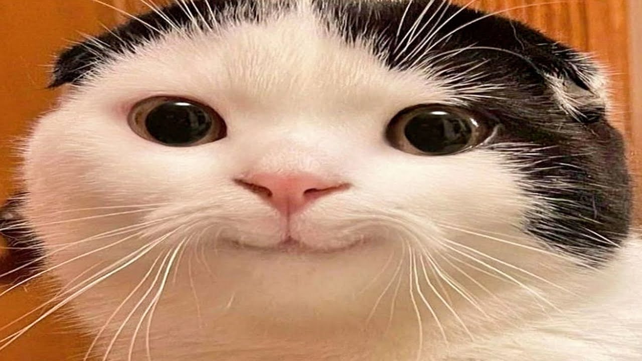 these cats have 1 brain cell | reupload