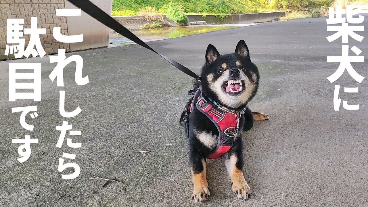 これすると柴犬がわがままになって言う事を聞かなくなります【黒柴犬】【豆柴】【shiba inu】