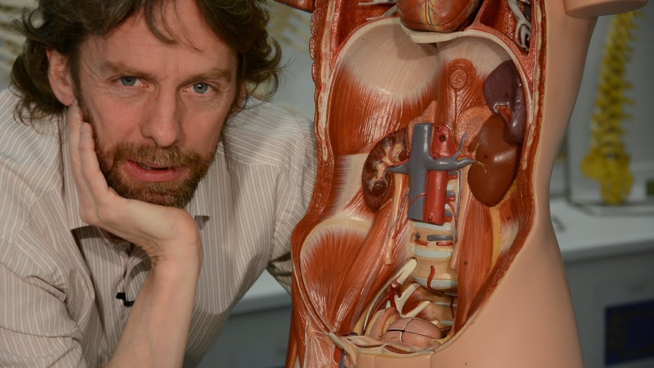Spleen (anatomy)