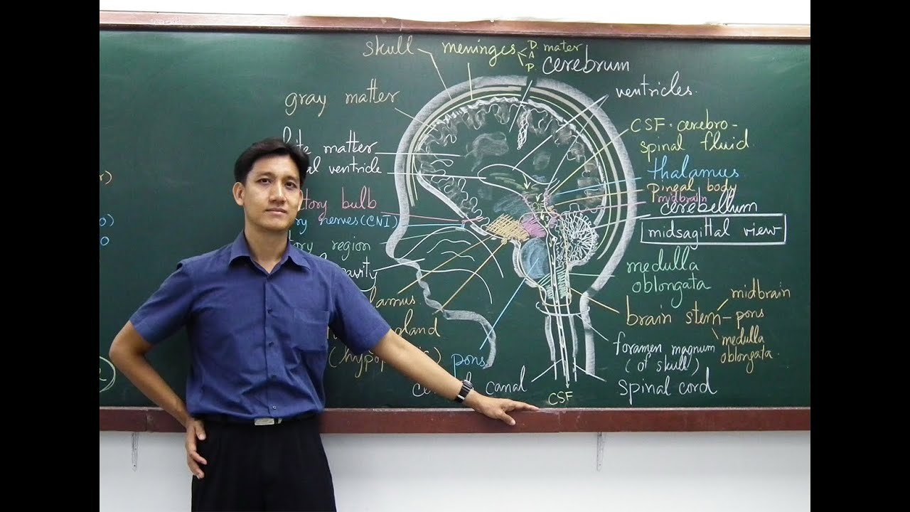อ. เอกฤทธิ์ วีระพันธุ์ ชีววิทยา เรื่อง ระบบประสาท (โครงสร้างเซลล์ประสาท)