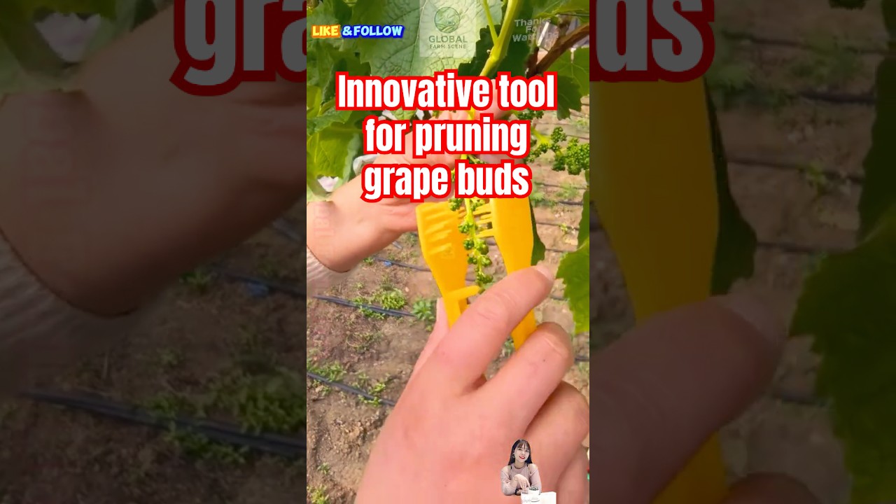 Innovative tool for pruning grape buds #farming #farmlife #globalfarmscene