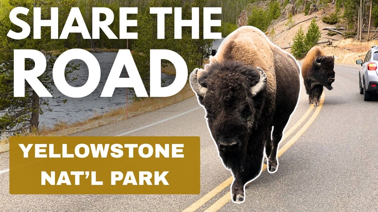 Buffalo (BISON) Yellowstone National Park | Winter