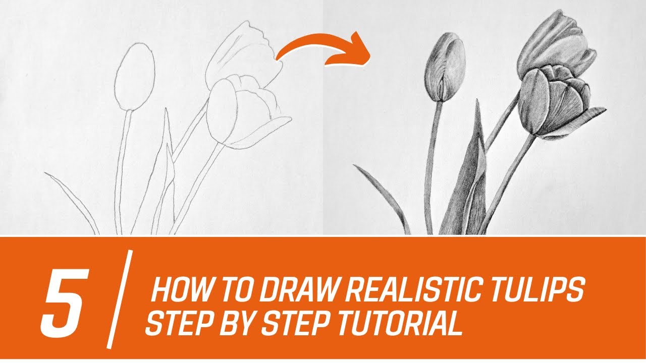How to Draw Realistic Tulips with Pencil | Step by Step Tutorial