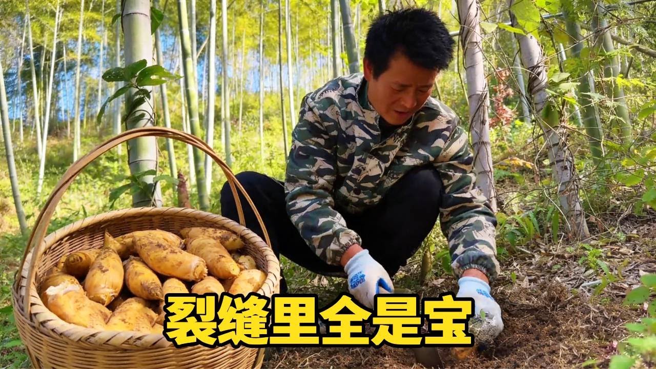 冬天最治愈的事莫过于挖冬笋！裂缝里全是宝，越挖越上头#我的乡村生活 #挖笋 #便宜好吃的零食