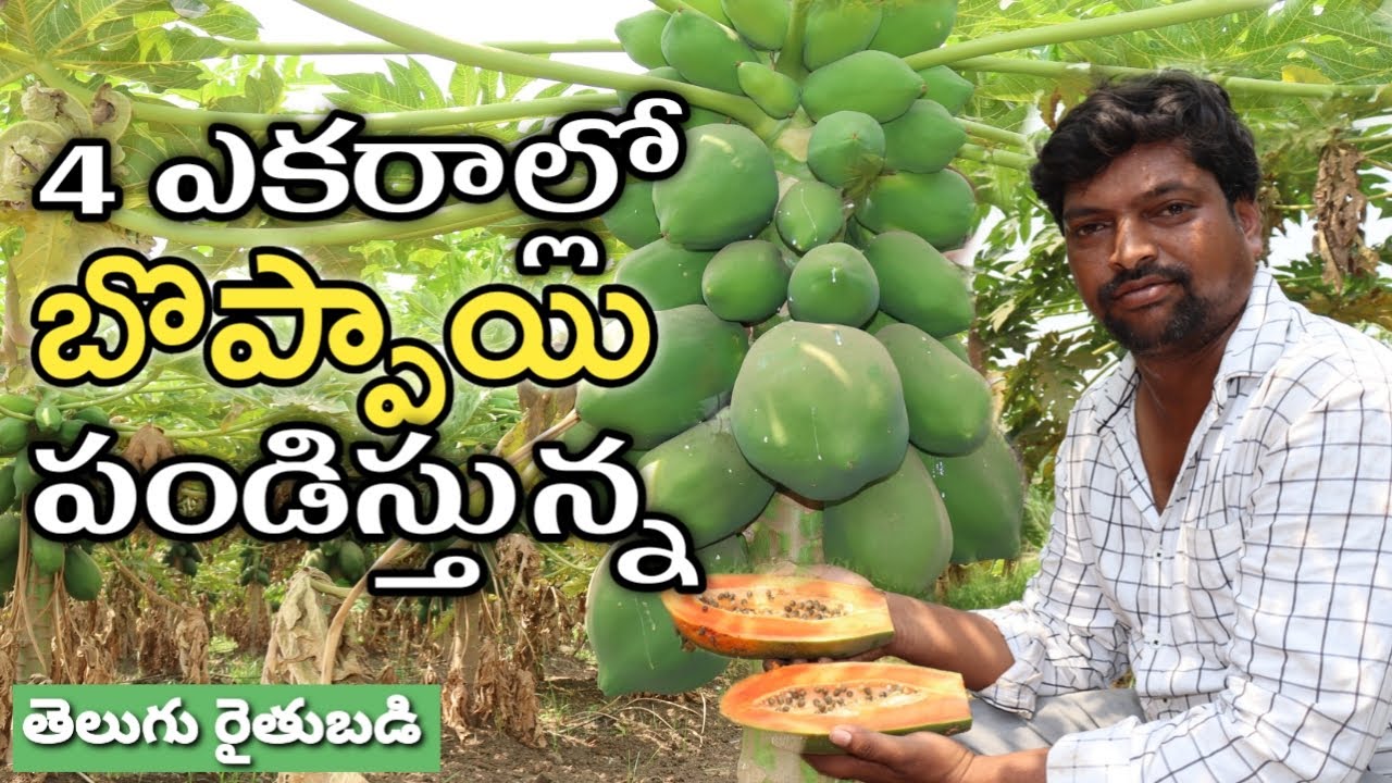 Papaya Farming on 4 acres | Papaya Farming | Rythu Badi