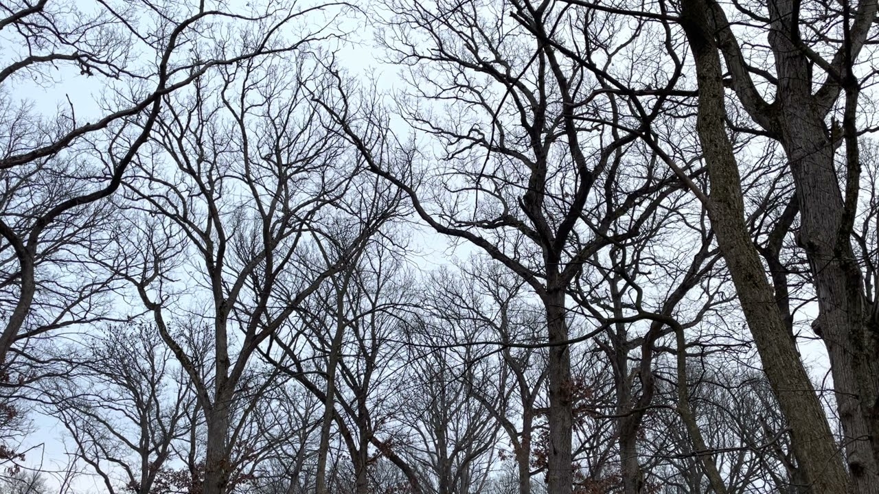 A huge flock of birds' calling sounds