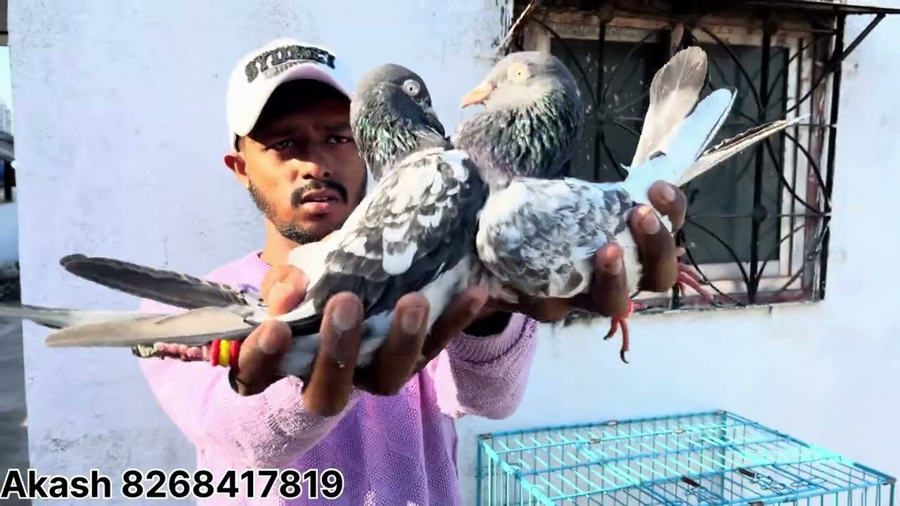 ROYAL KALSERI Sharnpuri kabootar for Sale || Akash pigeon loft || kalyan 