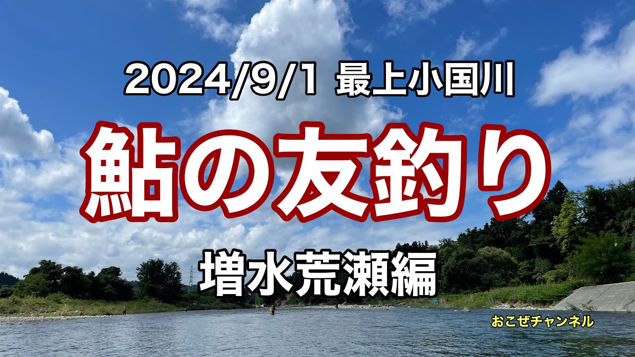 鮎の友釣り 2024/9/1 最上小国川　増水荒瀬編