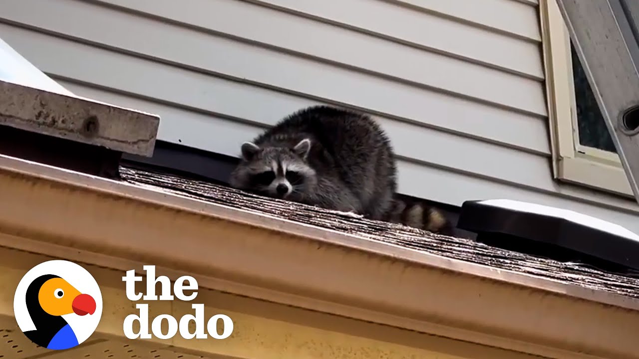 This Raccoon Is Hiding Something In Someone's House | The Dodo