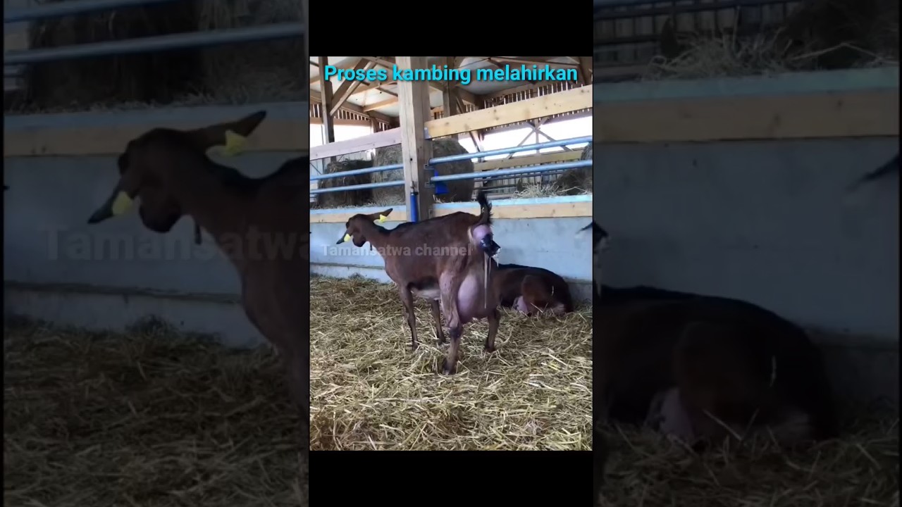 proses kambing melahirkan #kambing #domba #melahirkan #shorts