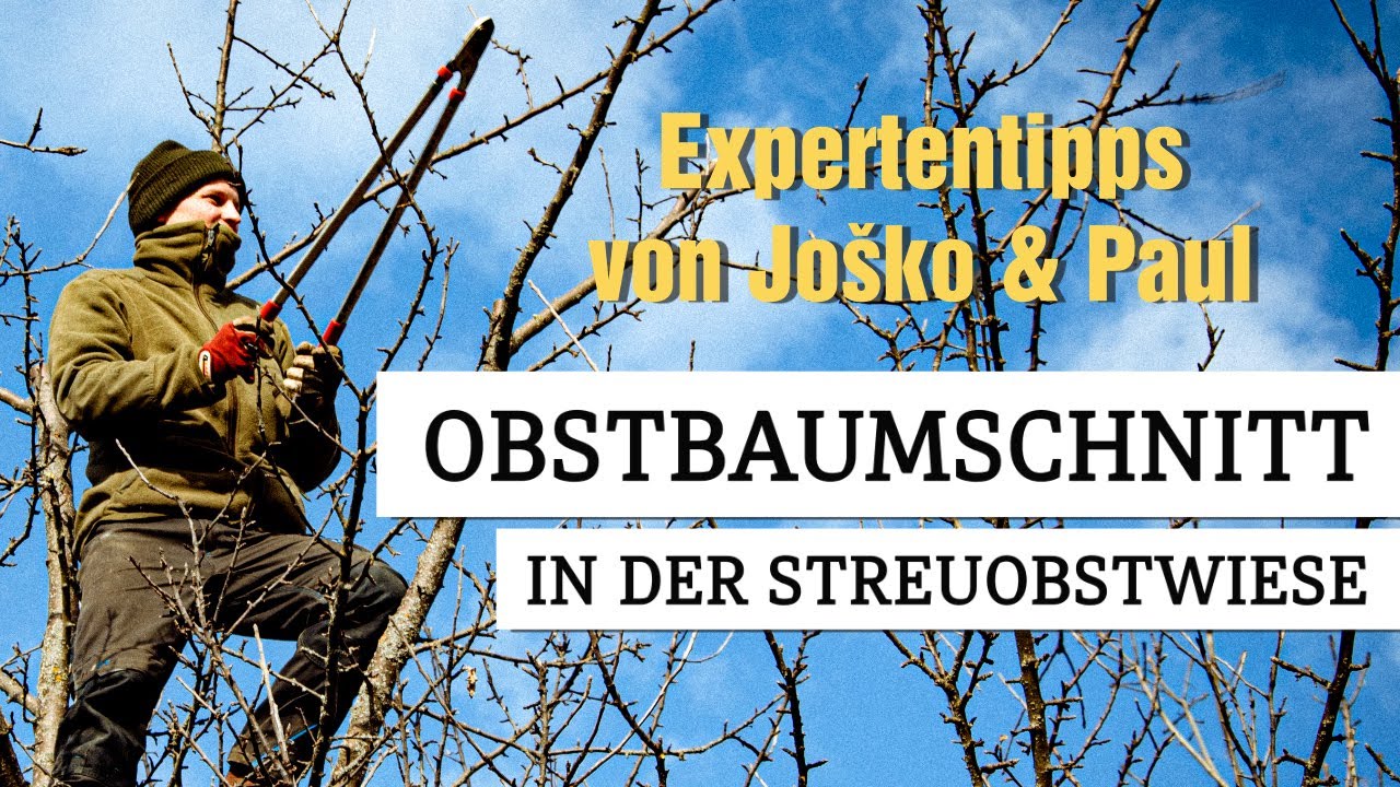 Obstbaumschnitt in der Streuobstwiese mit Expertentipps von Josko und Paul