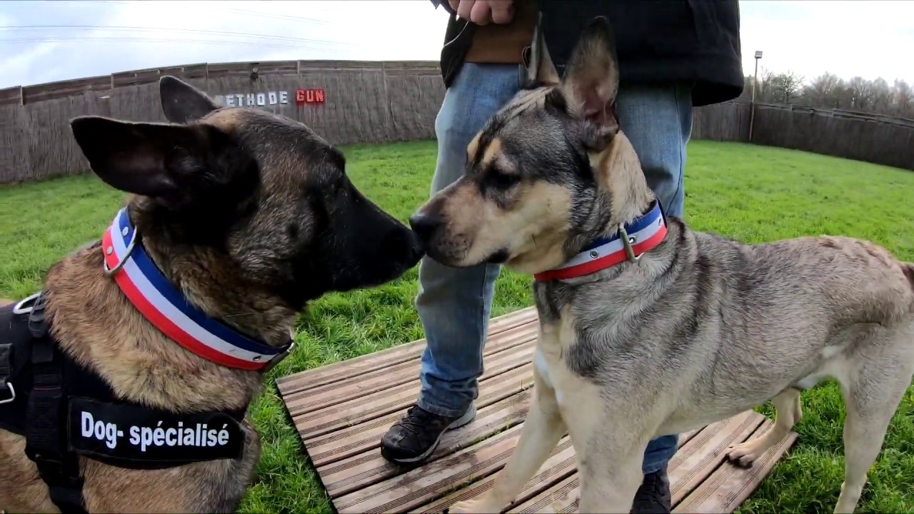 UN CHIOT EN APPRENTISSAGE AVEC CETTE CHIENNE !