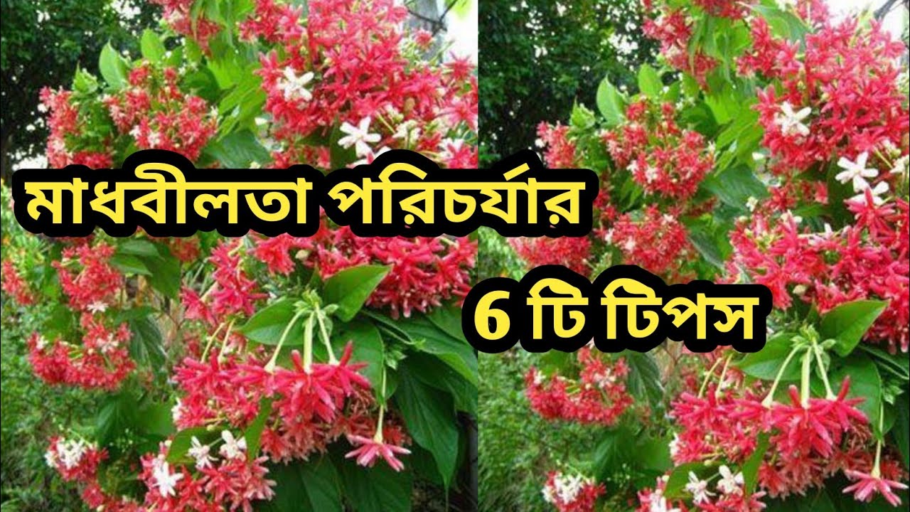 প্রচুর ফুল পেতে মাধবীলতার পরিচর্যা/6 easy steps to get more flowers on madhumalti plant