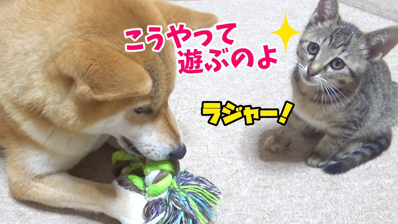 柴犬ママの遊び方も勉強中⁈何でも興味津々な子猫----Kittens are interested in behavior of the Shiba Inu--