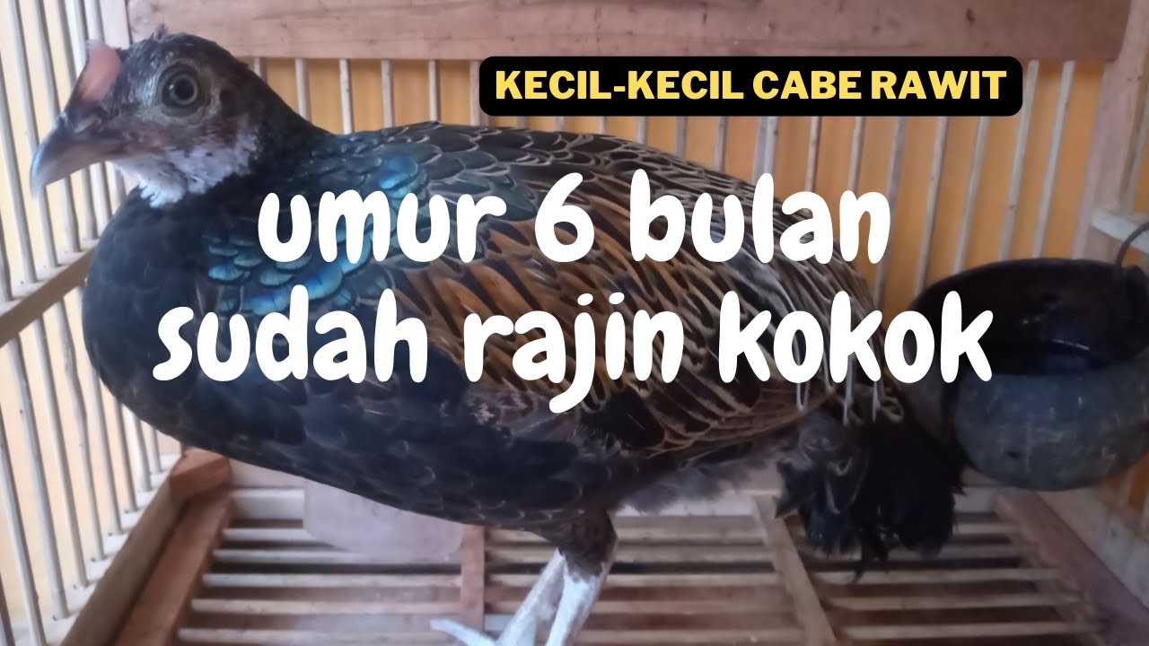 Kokok Ayam Hutan Hijau Umur Enam Bulan Kecil Kecil Cabe Rawit