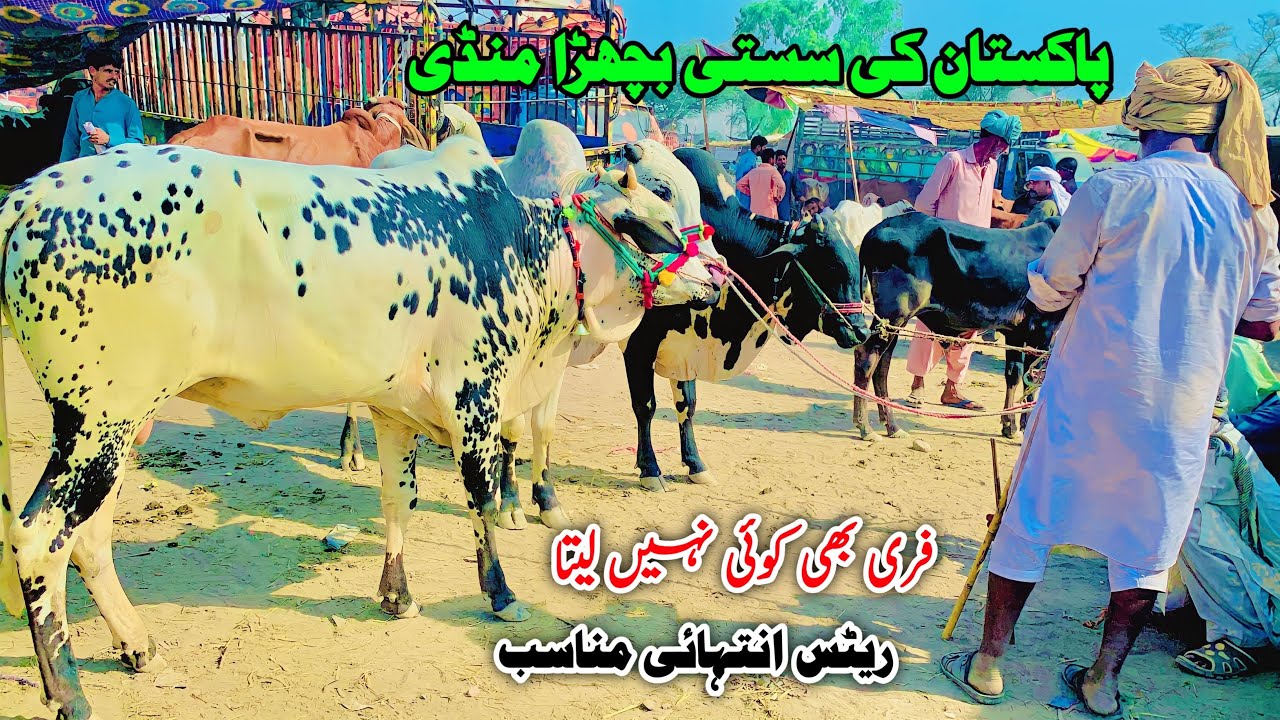 Malumor Mandi Latest Update | Bachron Ke Rates | Bakra Eid 2023 | Pk Janwar Mandi