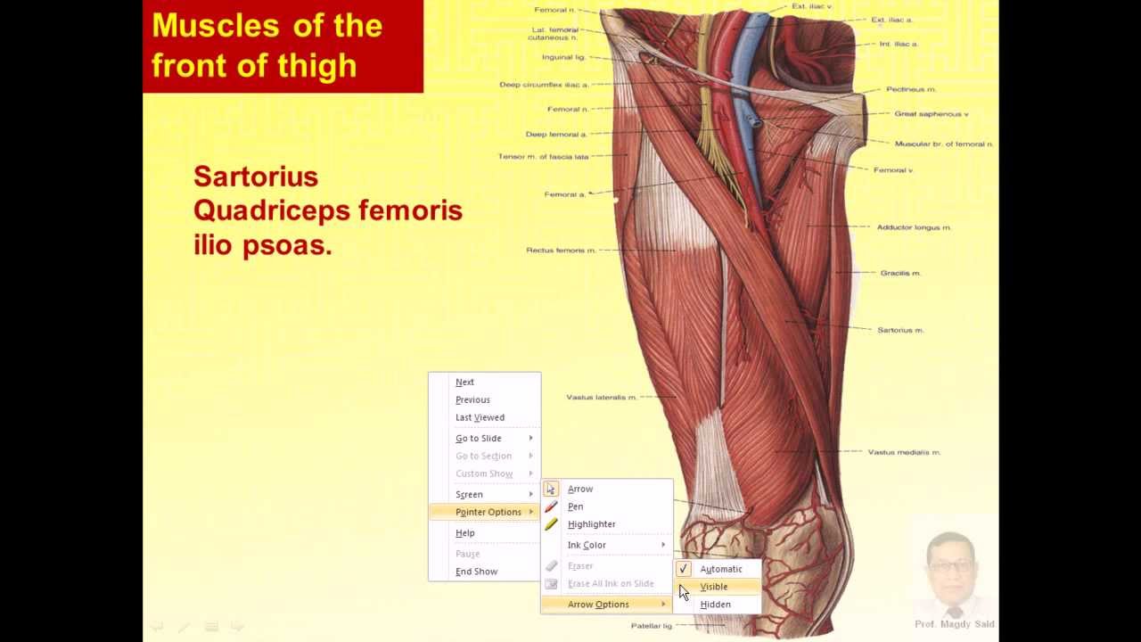 Magdy said anatomy series,lower limb,front of thigh,sartorius,v1