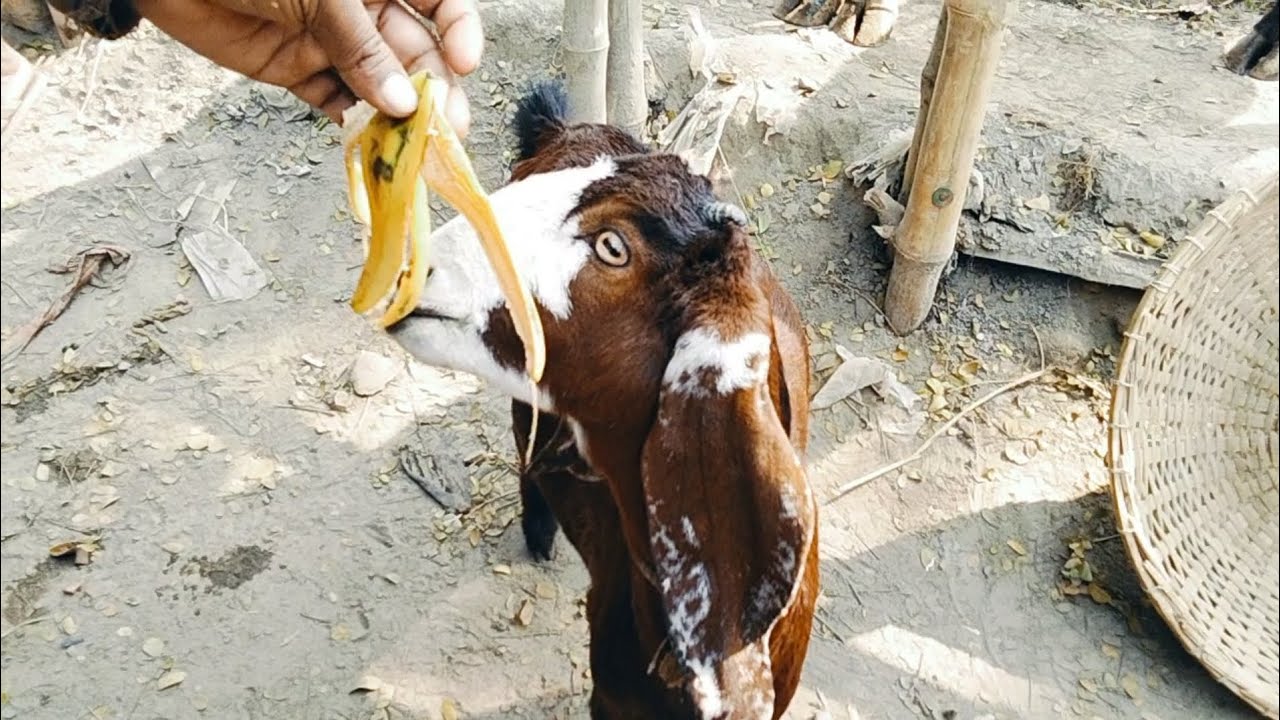 01/02/2026 মাত্র 7 হাজার টাকা দেশি রাম ছাগল,,,,,