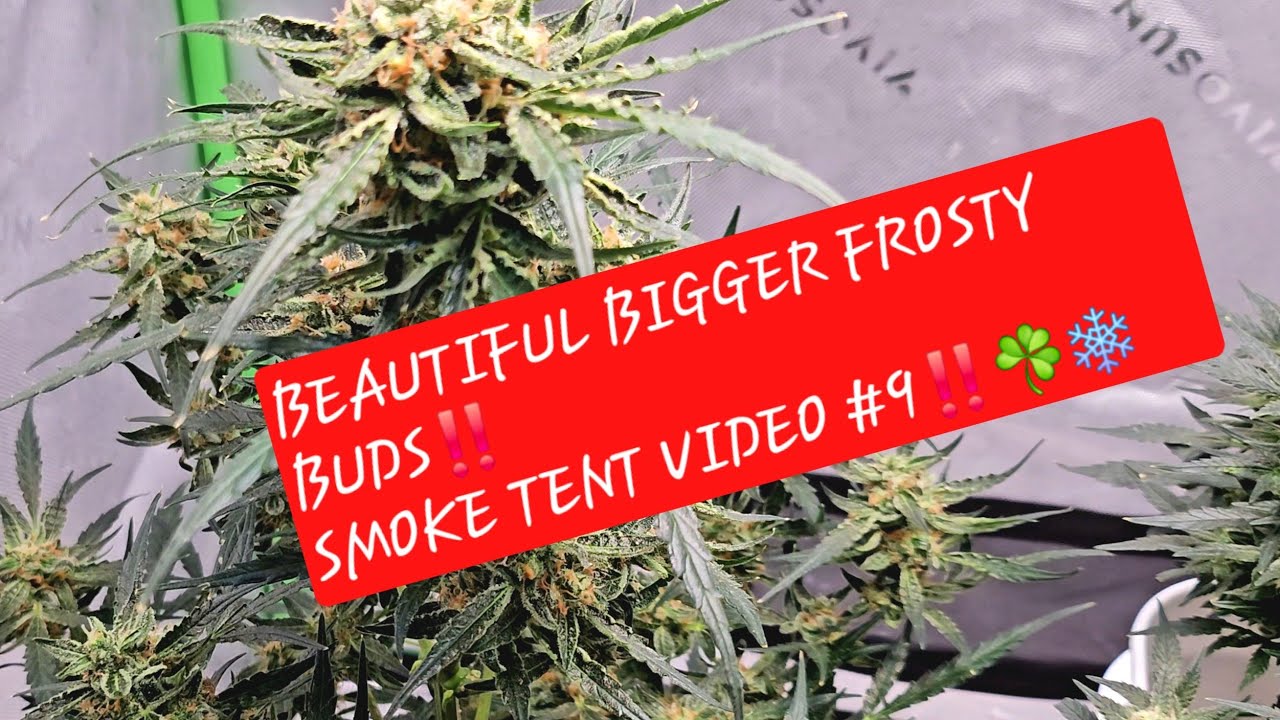 BEAUTIFUL BIGGER FROSTY BUDS!!! Smoke Tent Video #9!