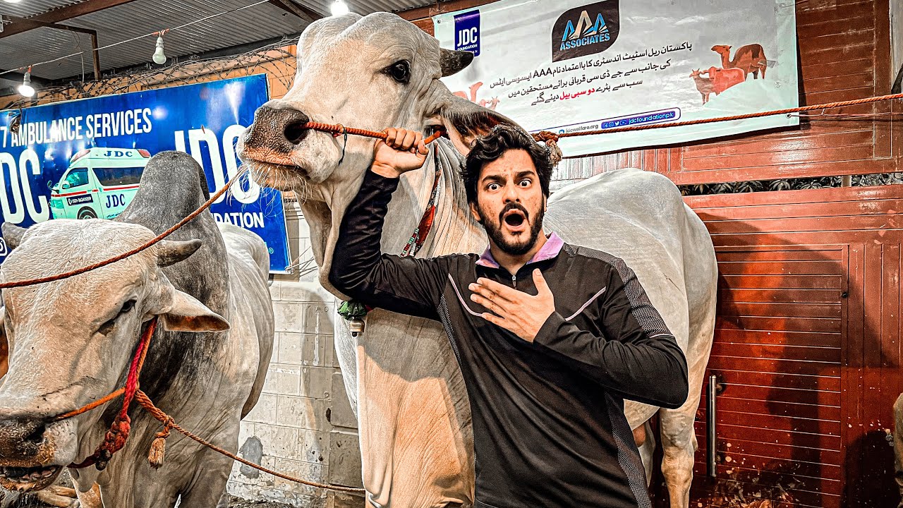 Khatarnak Janwar 🐂🐮| Bakra Eid 2022 | Camel and Bulls