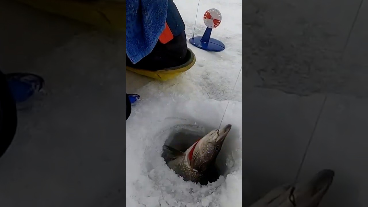 Тогда &mdash; отпустил. Сейчас &mdash; взял трофей! 😈 #рыбалка #icefishing #fishing