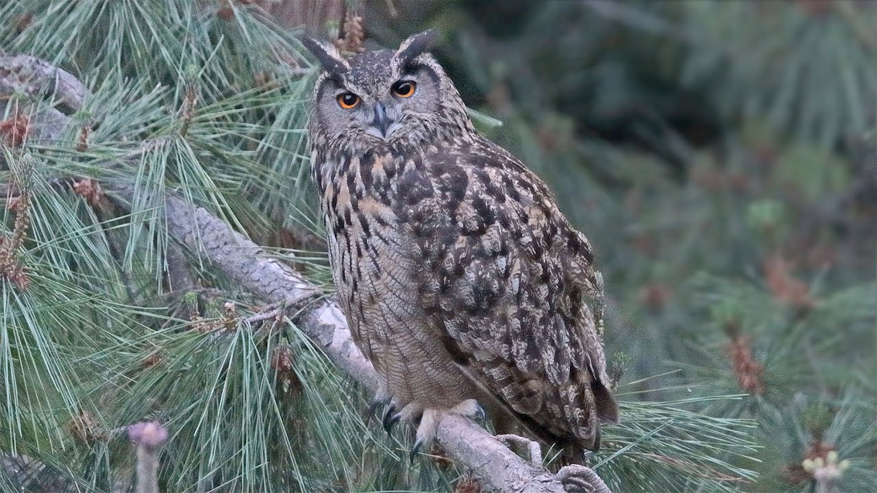 부엉이를 보면 복이 옵니다. Seeing an owl brings good luck. #owl #부엉이