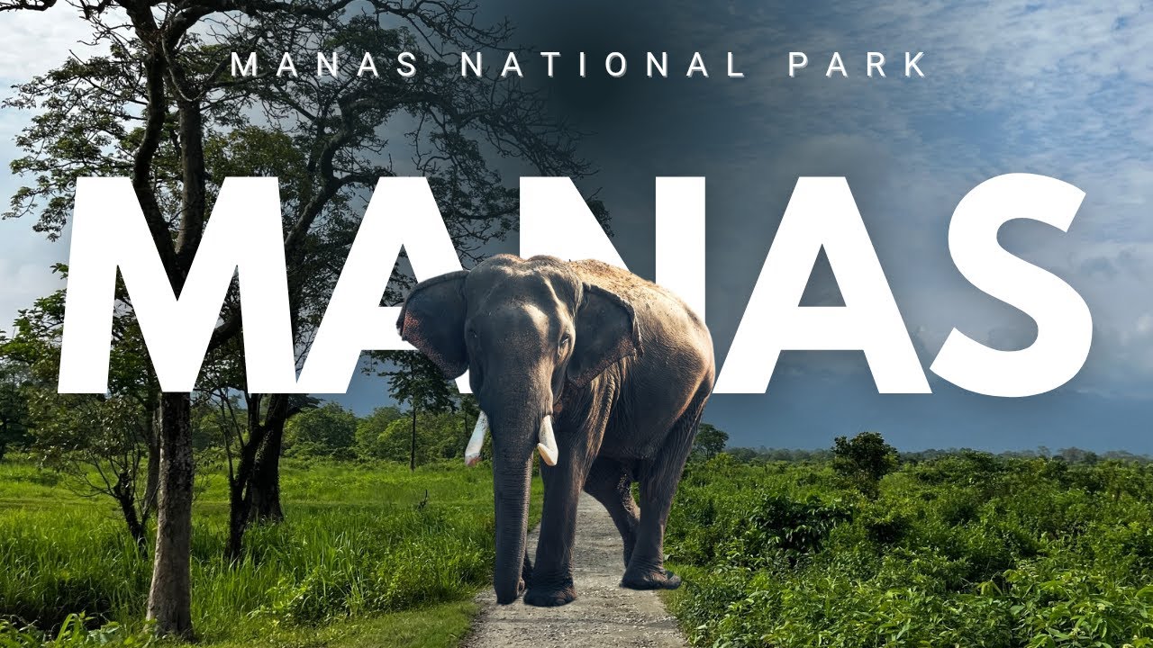 MANAS NATIONAL PARK & TIGER RESERVE I EXPERIENCE OF JUNGLE SAFARI I BLACK PANTHER HOME STAY