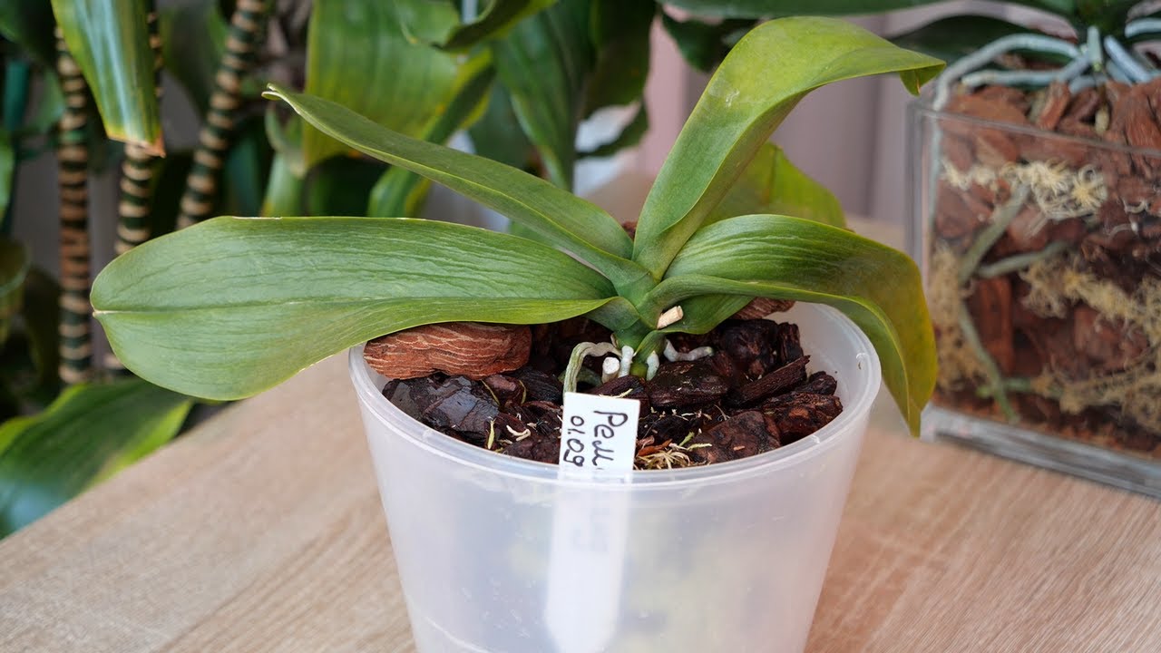 Посадка не подошла. Трудности с орхидеей. Вялые листья. Нужно поменять.