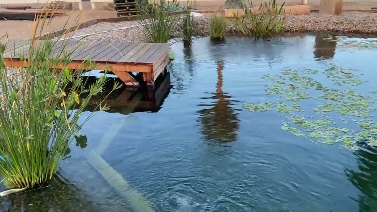 Natural Swimming Pool | Algae Bloom