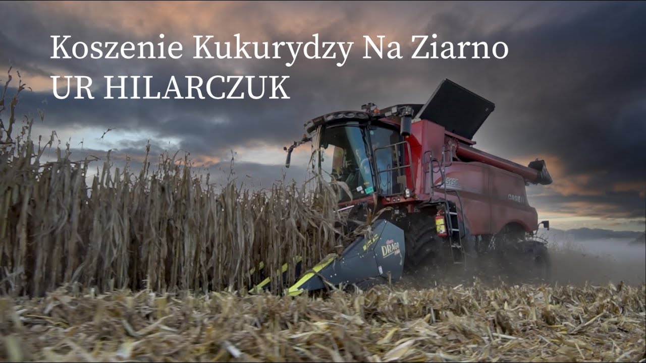Koszenie Kukurydzy na Ziarno | UR Hilarczuk | Case Axial-Flow 5150 | AgrarEU