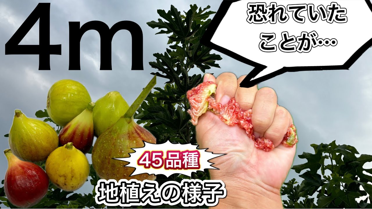 【イチジク沼】恐れていたこと現実に！45品種の地植えイチジク共有。９月上旬に収穫できた美味しい品種や品種ごとの果実の様子も紹介します。