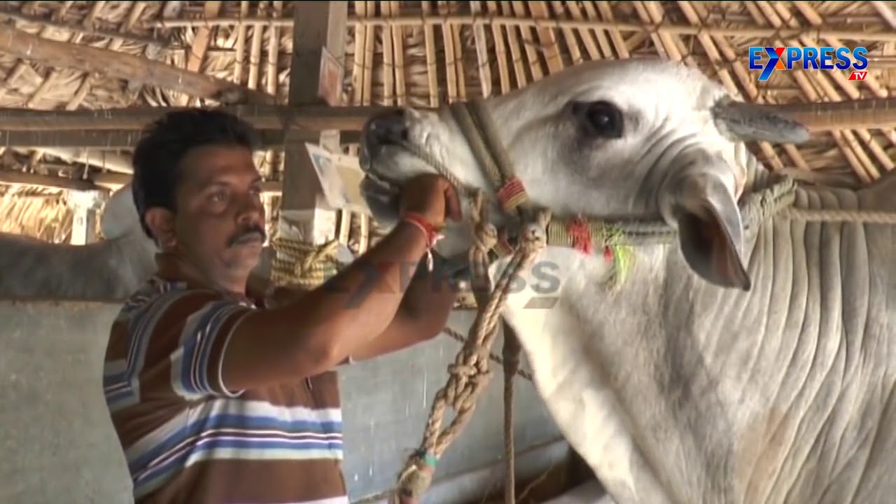 Ongole Cattle Breed is an Icon of India and Pride of Andhra Pradesh telugu states