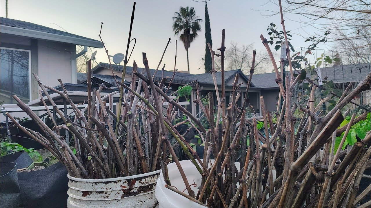 Sacramento California Winter Grape Vine Propagation #cloning #grapes #Video 