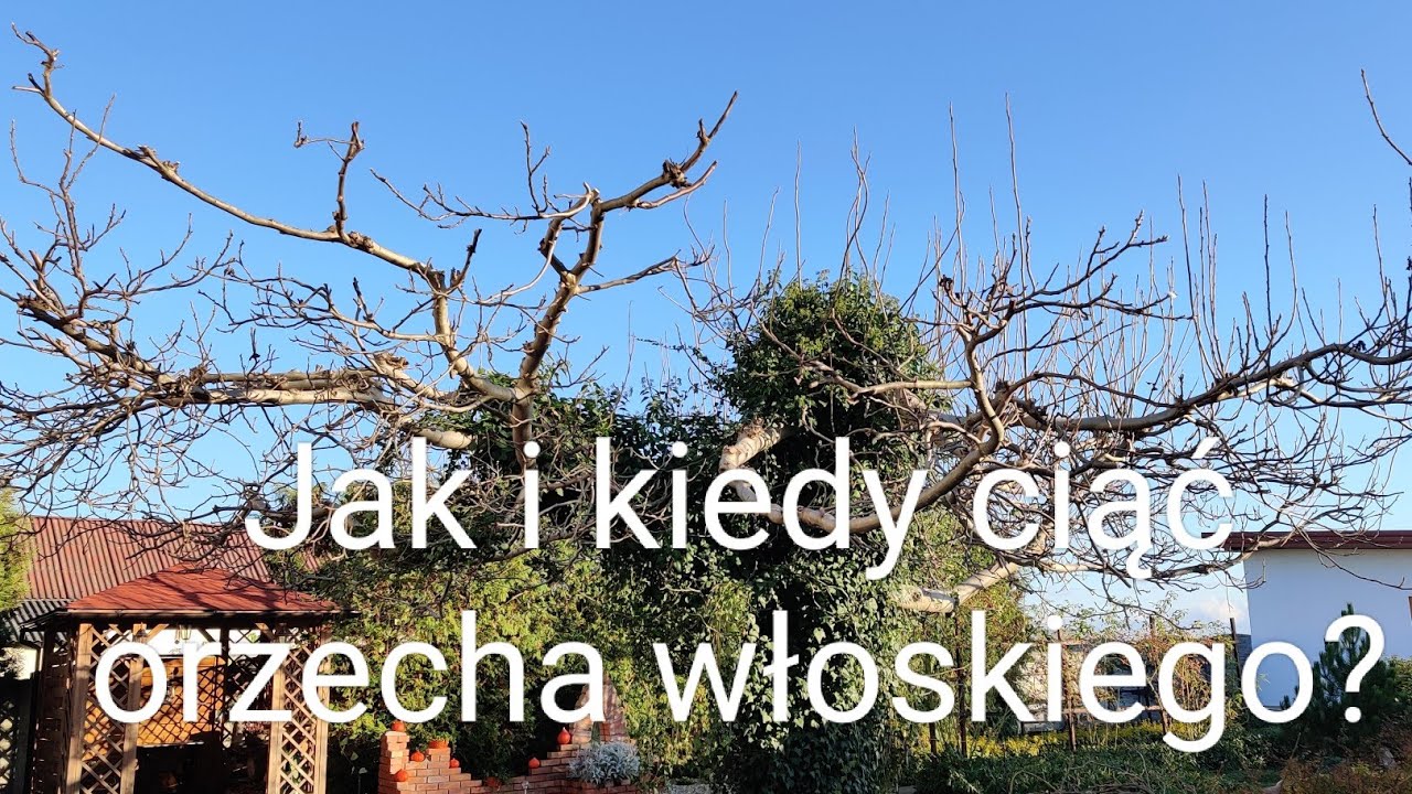 Kiedy i jak ciąć orzecha włoskiego?