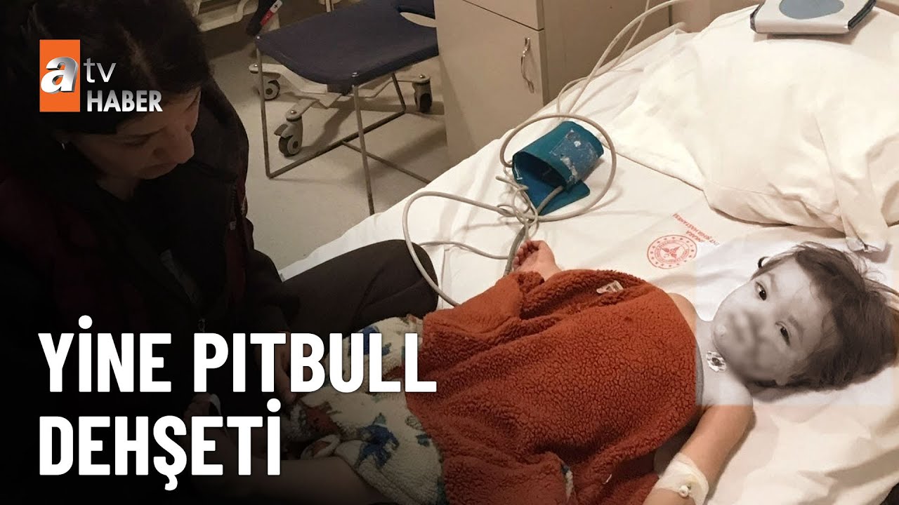 Pitbull iki küçük kardeşe dehşeti yaşattı  - atv Ana Haber 1 Aralık 2025