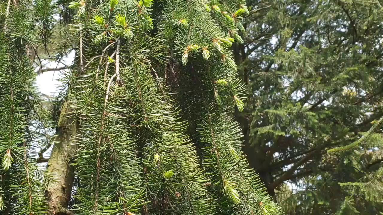 Pseudotsuga menziesii 'Glauca Pendula' douglaska tisolist&aacute;