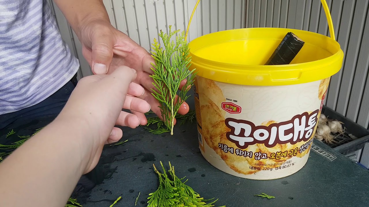 측백나무 삽목방법! 진짜 꿀팁 덩어립니다!