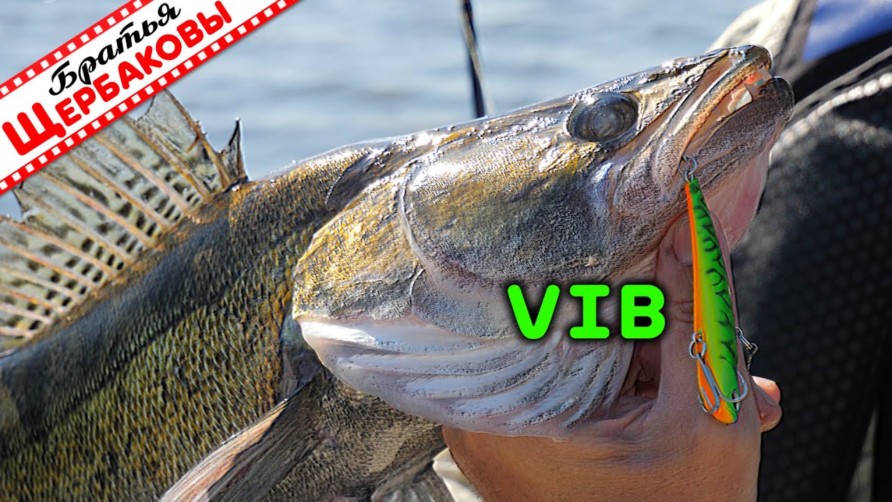 ЗА СУДАКОМ с ВИБАМИ (VIB). Водохранилище. ЛОДКА. Лето
